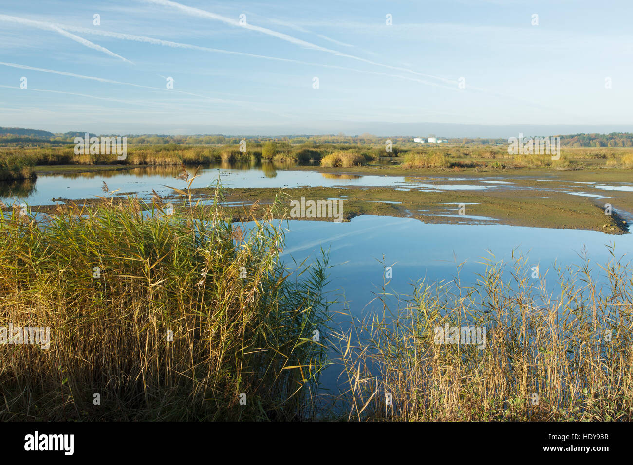 Canna di palude (Phragmites australis) reedbed e habitat mudflat, San Aidans RSPB Riserva, West Yorkshire, Inghilterra Foto Stock