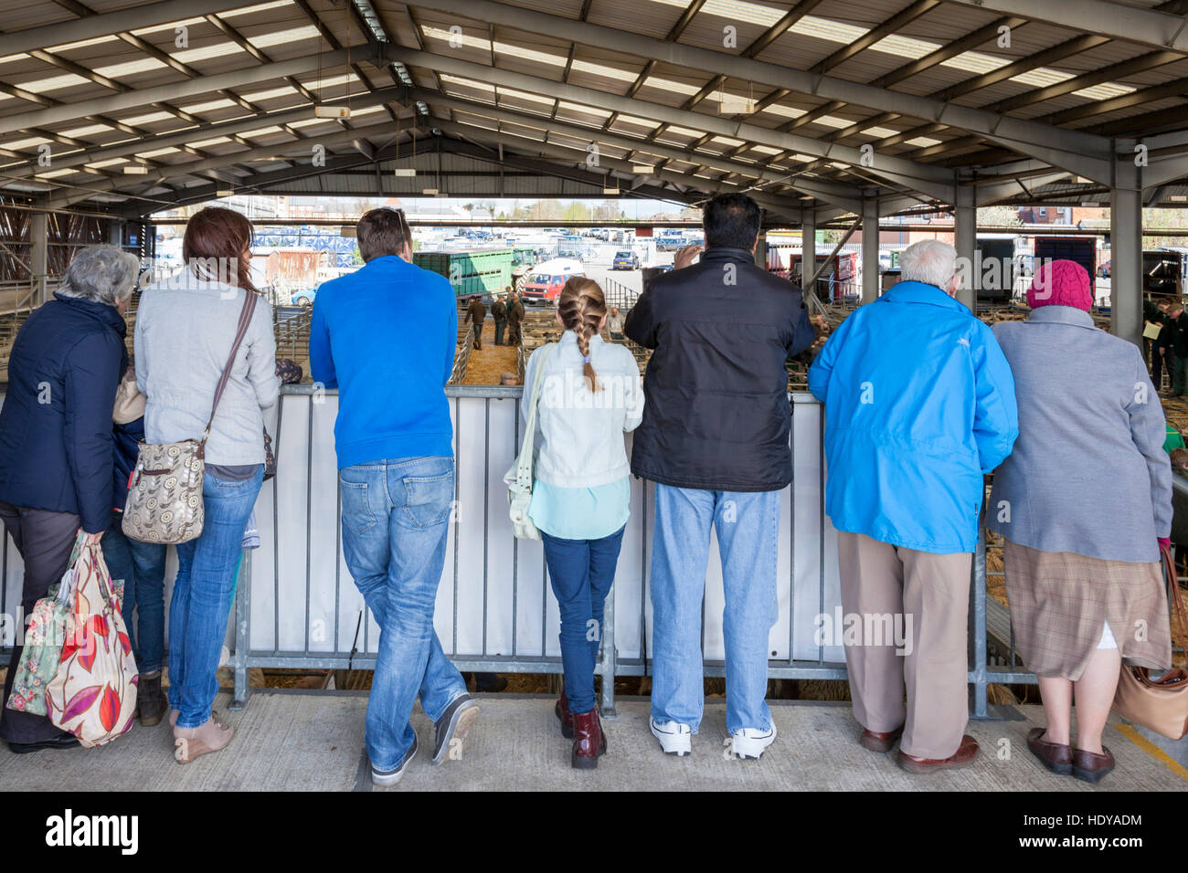 Persone che guardano le pecore asta dal pubblico di Area di visualizzazione a Melton Mowbray Mercato, Leicestershire, England, Regno Unito Foto Stock