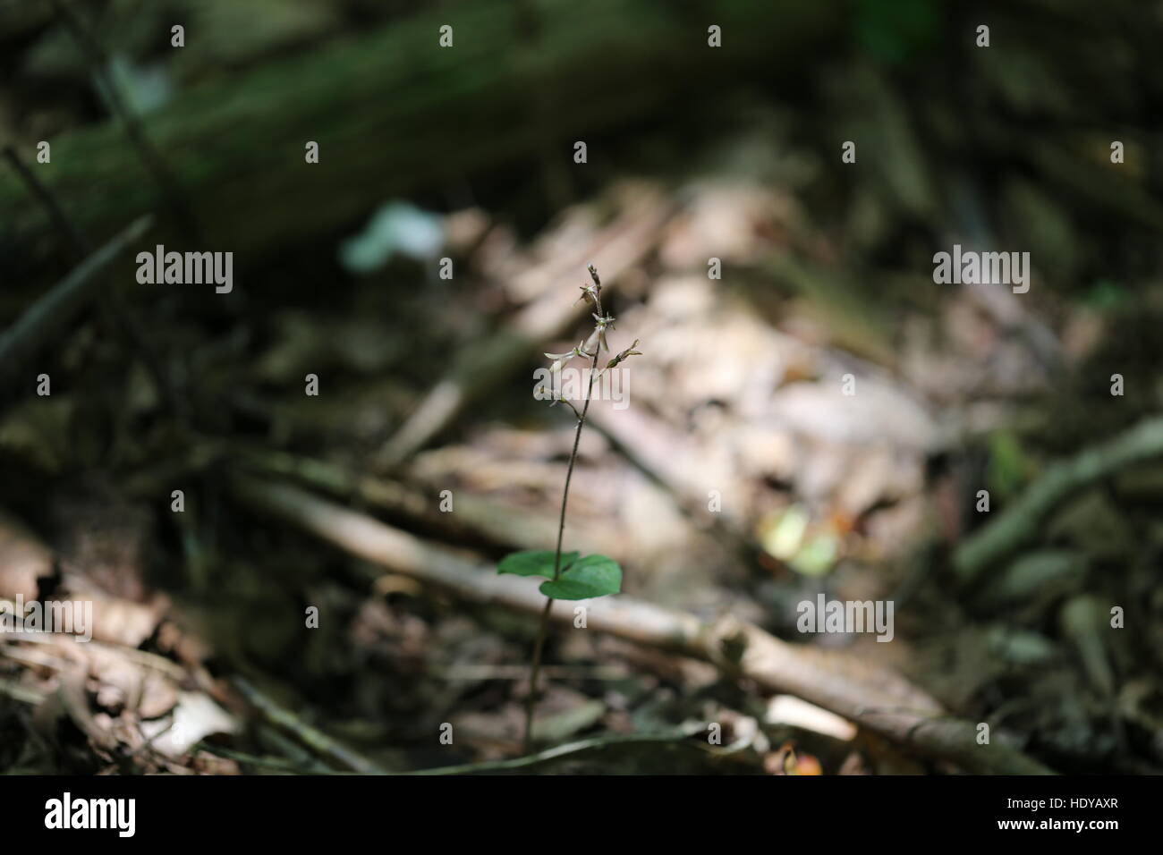 Piccoli twayblade orchid [Listeria smallii].Pennsylvania,USA Foto Stock