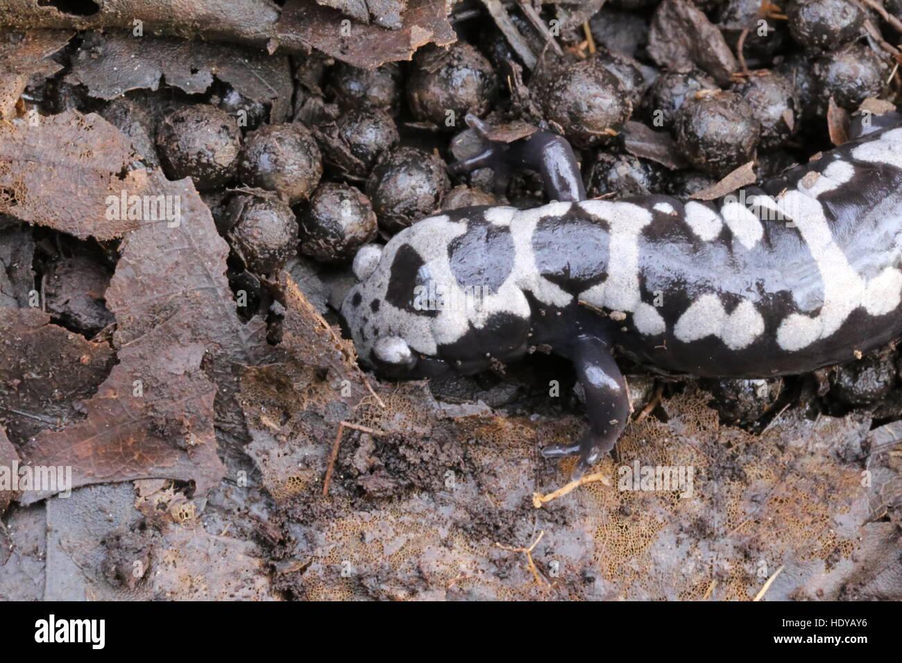 Salamandra in marmo [Ambystoma opacum],custodisce il suo nido e uova.Dauphin county,Pennsylvania USA Foto Stock