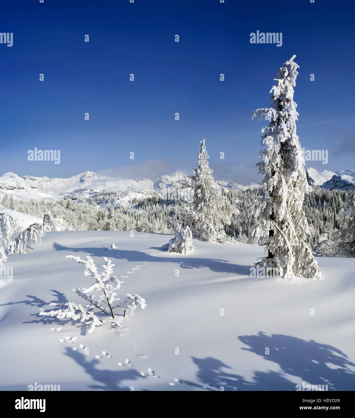 Paesaggio invernale.congelate di alberi di pino in ora coperto mountain Foto Stock