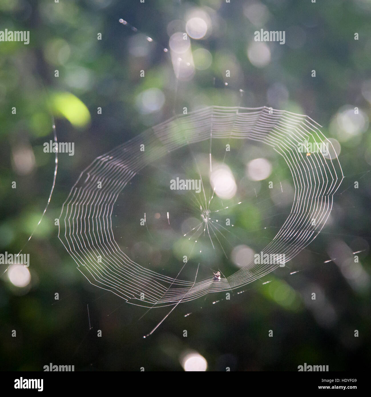 Spiderweb in Sierra Leone foresta di pioggia Foto Stock