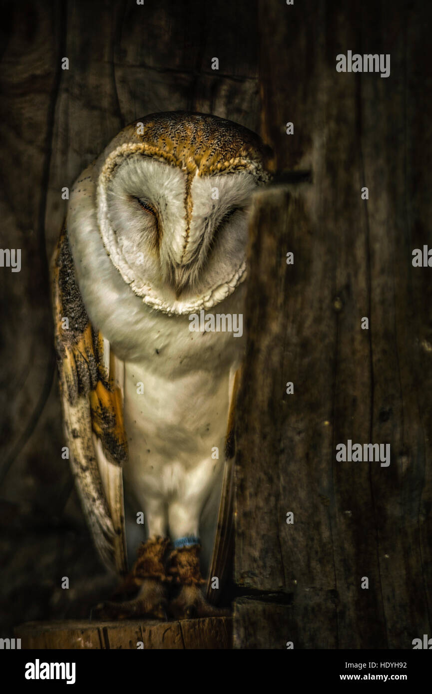 Bel ritratto del gufo del sonno Foto Stock