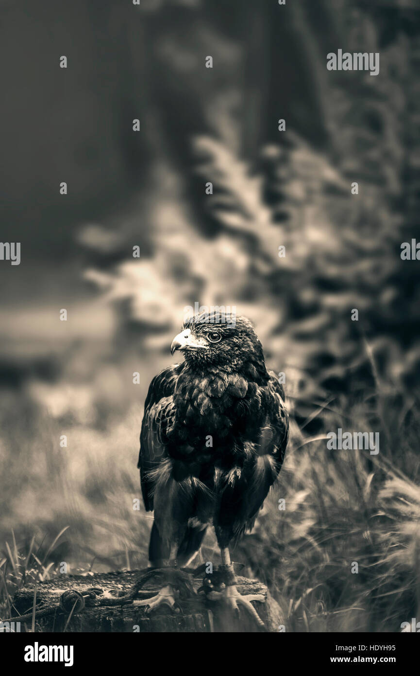 Hawk,eagle,l'arte,bird,natura,selvatica,deserto,magica,artistico,storia naturale,ritratto,PICCO, piume Foto Stock