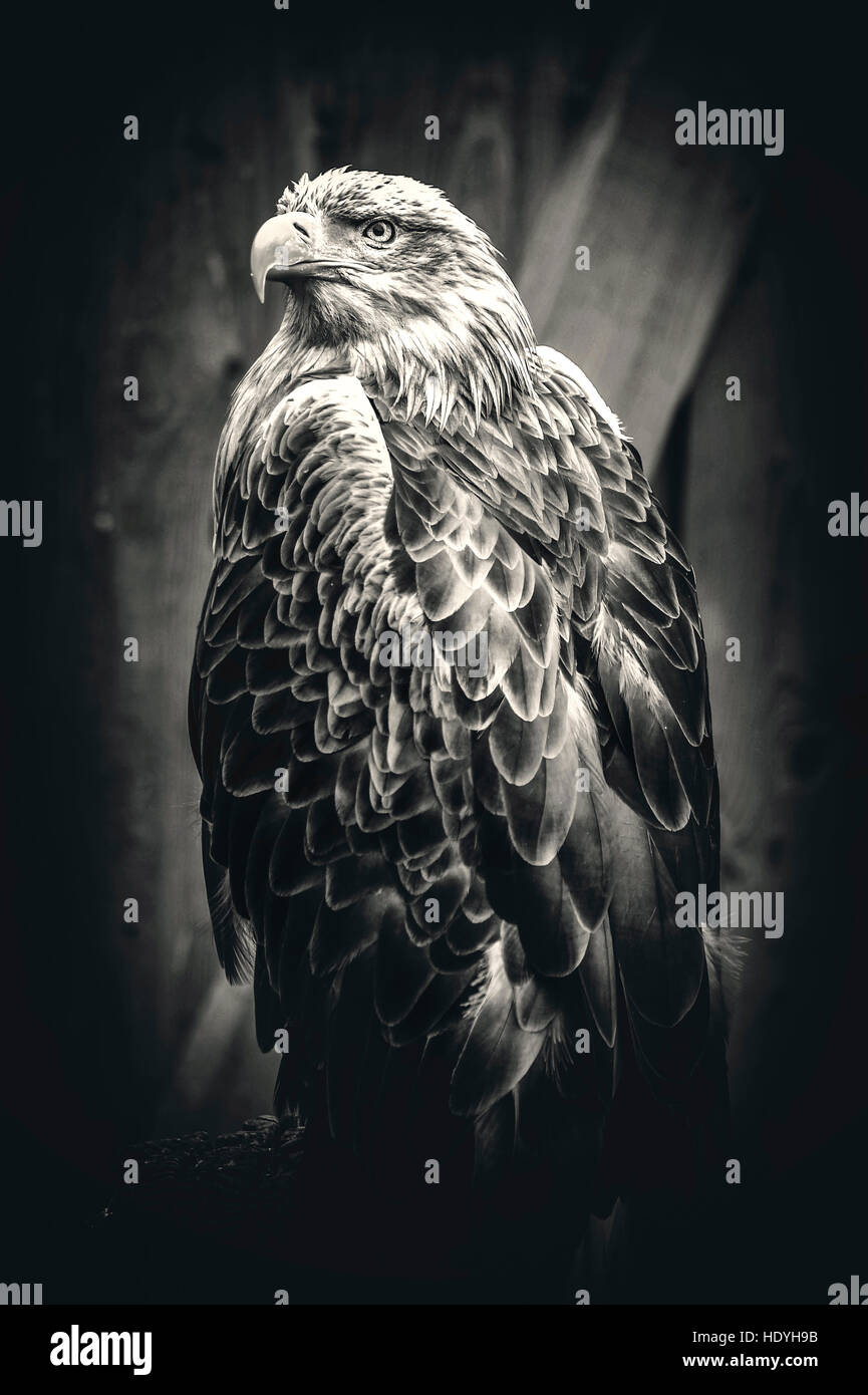 Hawk,eagle,l'arte,bird,natura,selvatica,deserto,magica,artistico,storia naturale,ritratto,PICCO, piume Foto Stock