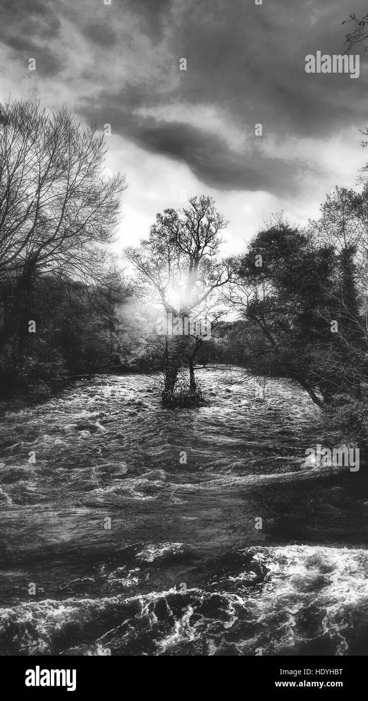 Albero in mezzo del fiume violenti Foto Stock