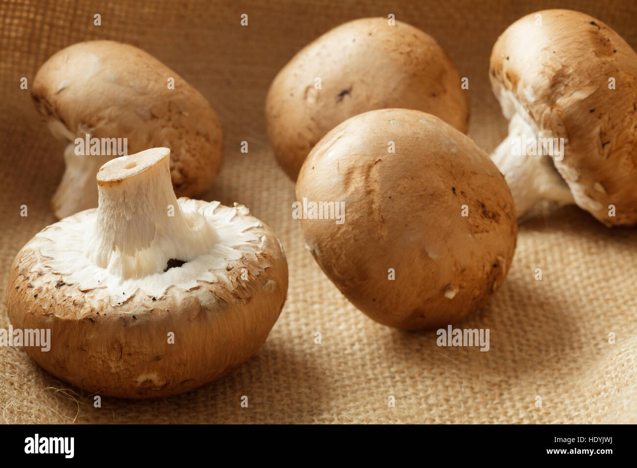 Funghi marroni Foto Stock