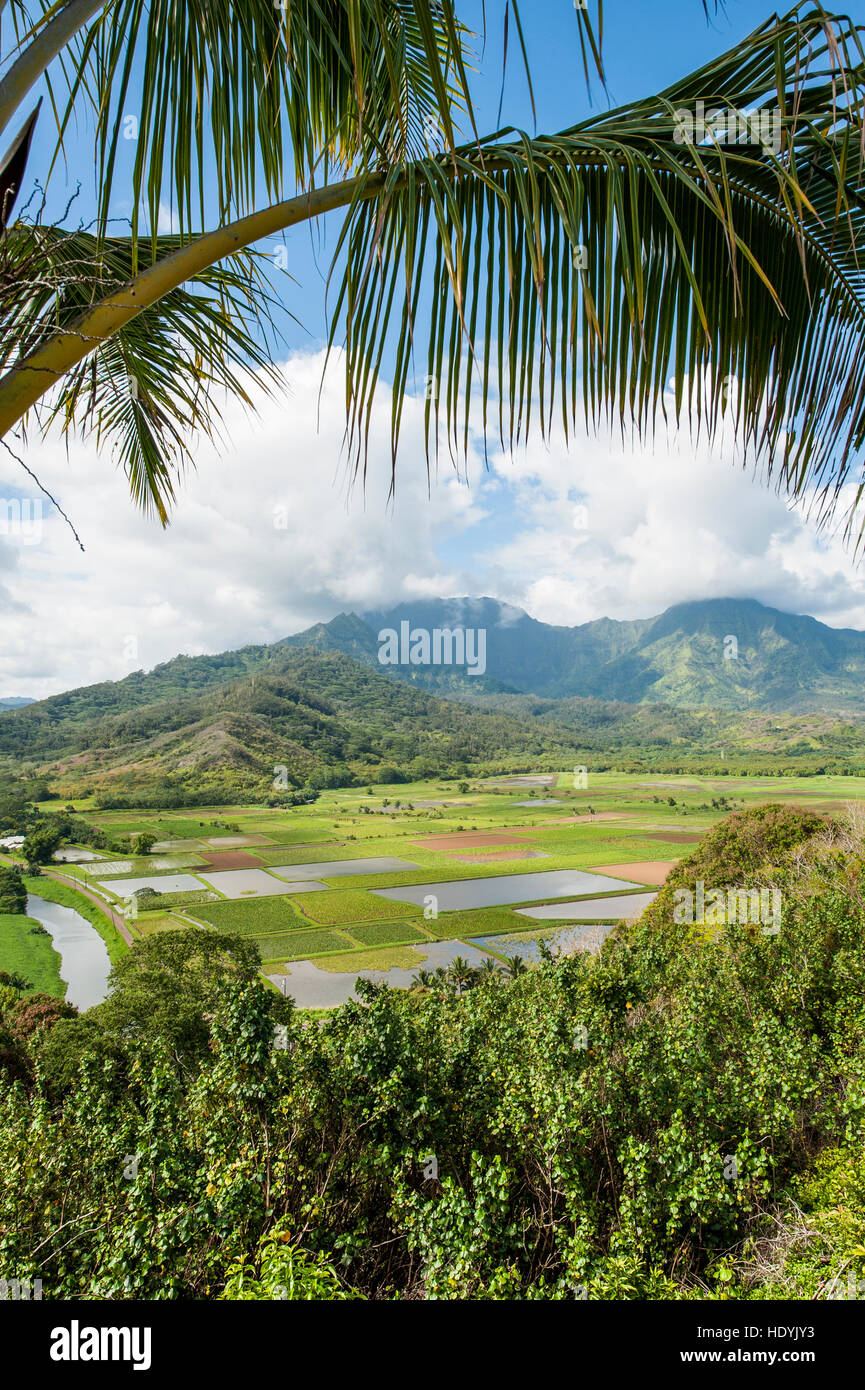 I campi di taro in Hanalei National Wildlife Refuge, Valle di Hanalei, Kauai, Hawaii. Foto Stock