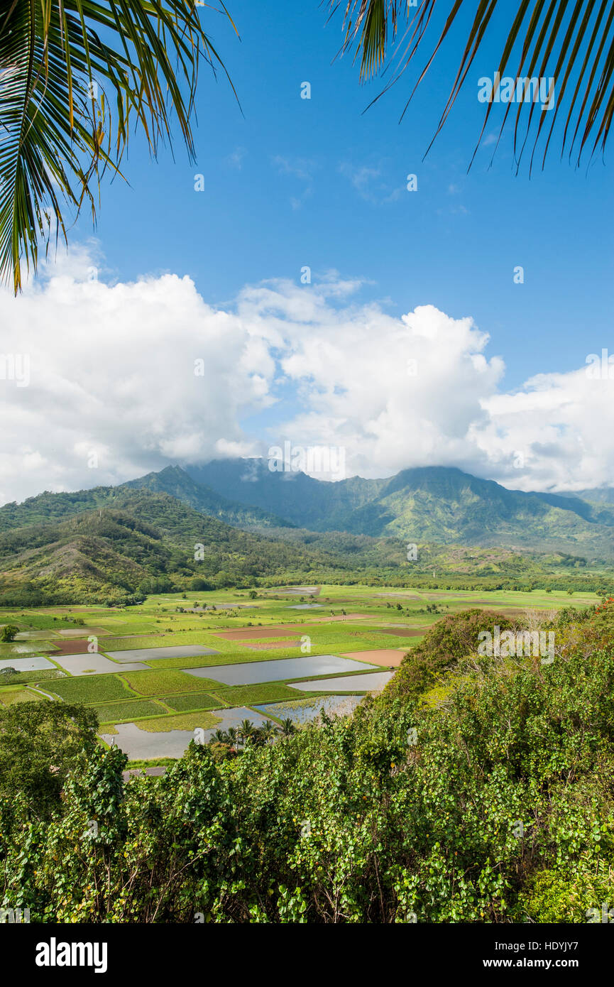 I campi di taro in Hanalei National Wildlife Refuge, Valle di Hanalei, Kauai, Hawaii. Foto Stock