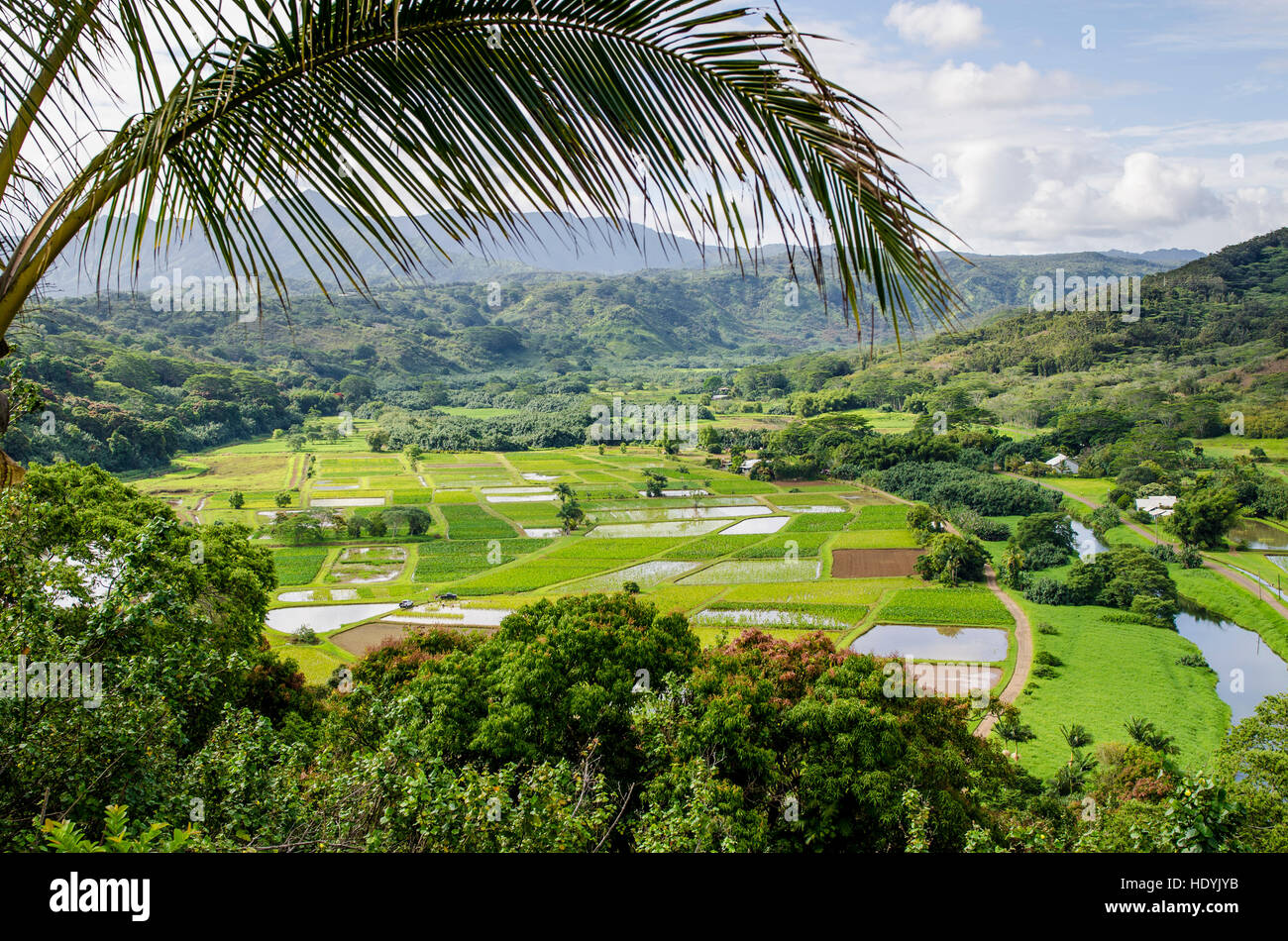 I campi di taro in Hanalei National Wildlife Refuge, Valle di Hanalei, Kauai, Hawaii. Foto Stock