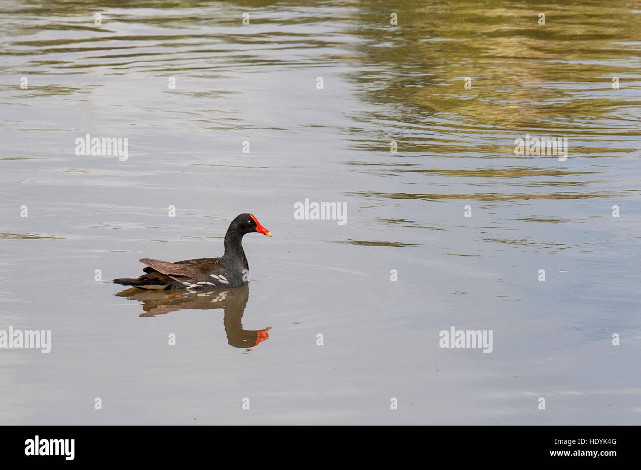 Hawaiian pollo sultano o (moorhen Gallinula galeata sandvicensis) in Hanalei National Wildlife Refuge, Valle di Hanalei, Kauai, Hawaii. Foto Stock