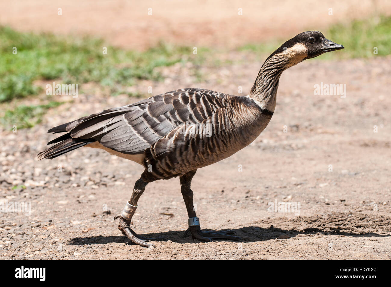Oca hawaiana o nene (Branta sandvicensis), Kilauea Point National Wildlife Refuge, Kauai, Hawaii. Foto Stock