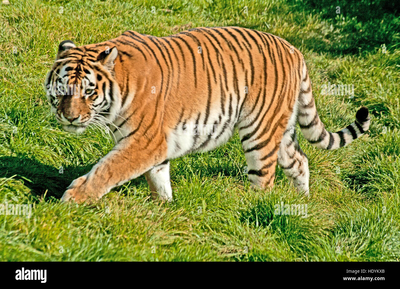 Tigre di Amur, (Tigre Siberiana), Panthera Tigris Altaica, Russia Orientale, Captive Foto Stock