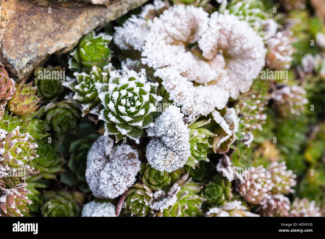 Phto orizzontali con motivo d'inverno. Verde congelati semprevivo sempervivum bianco con cristalli di ghiaccio su picchi. Altre piante congelate sono in giro con le congelati Foto Stock