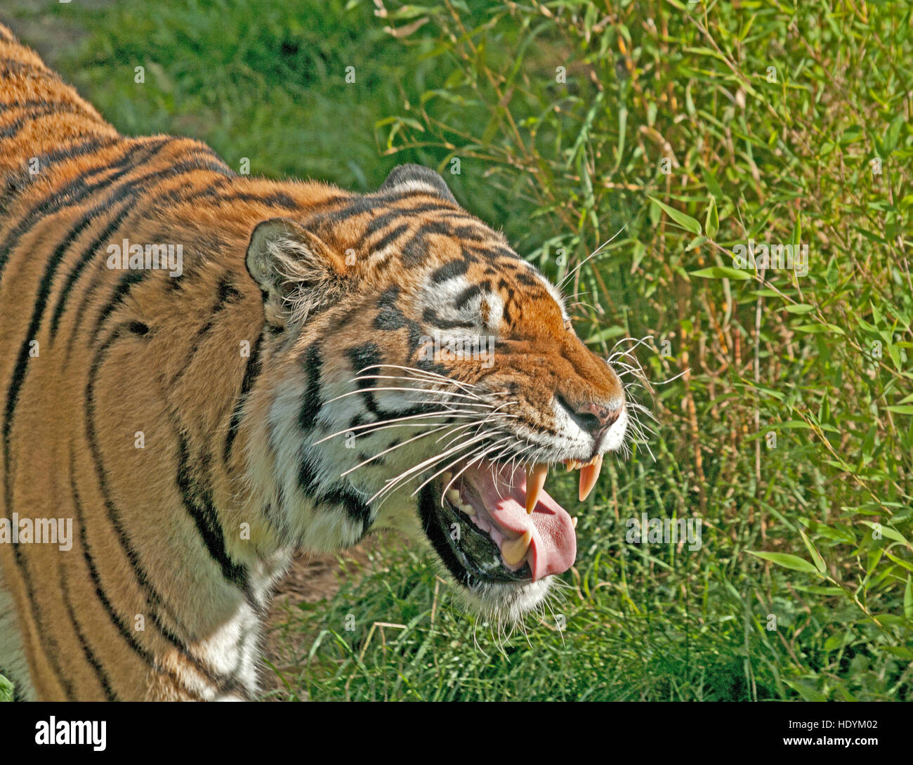Tigre di Amur testa, (Tigre Siberiana), Panthera Tigris Altaica, Russia Orientale, Foto Stock