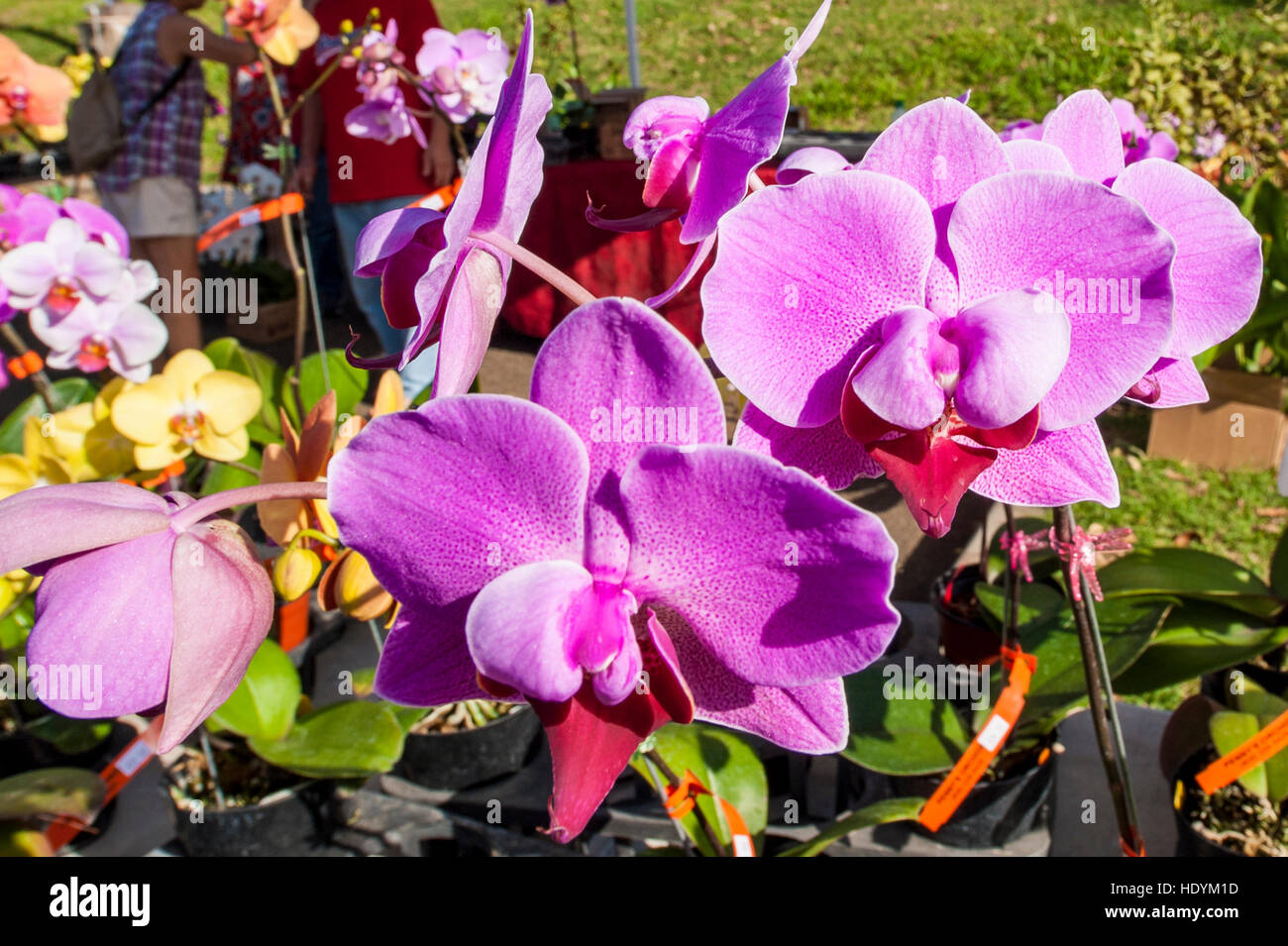 Le orchidee al faturday mercato agricolo, Honolulu Oahu, Hawaii. Foto Stock