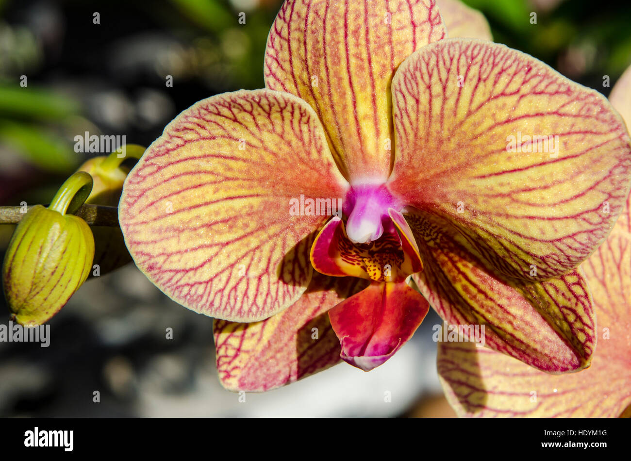 Le orchidee al faturday mercato agricolo, Honolulu Oahu, Hawaii. Foto Stock