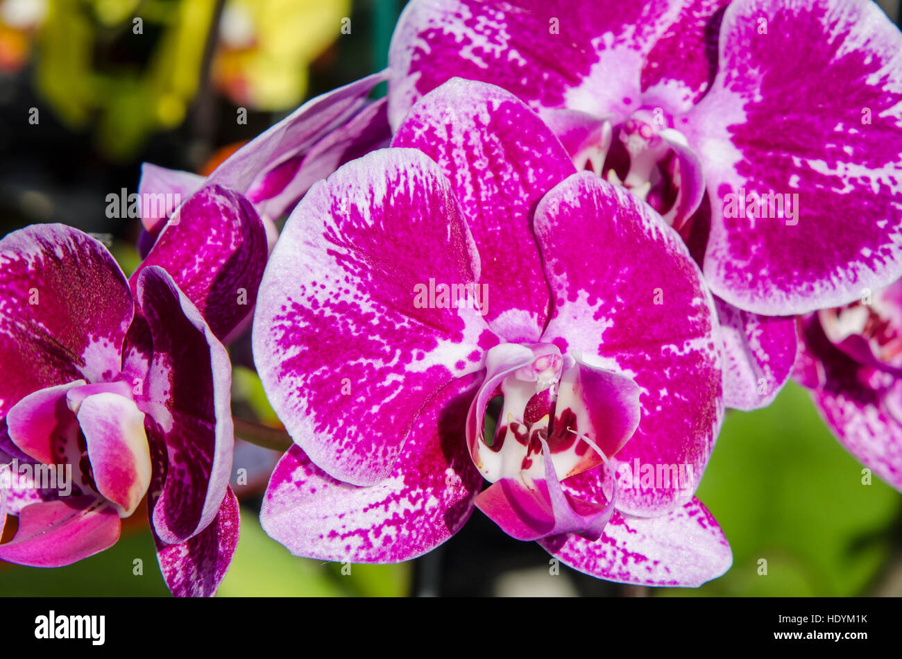 Le orchidee al faturday mercato agricolo, Honolulu Oahu, Hawaii. Foto Stock
