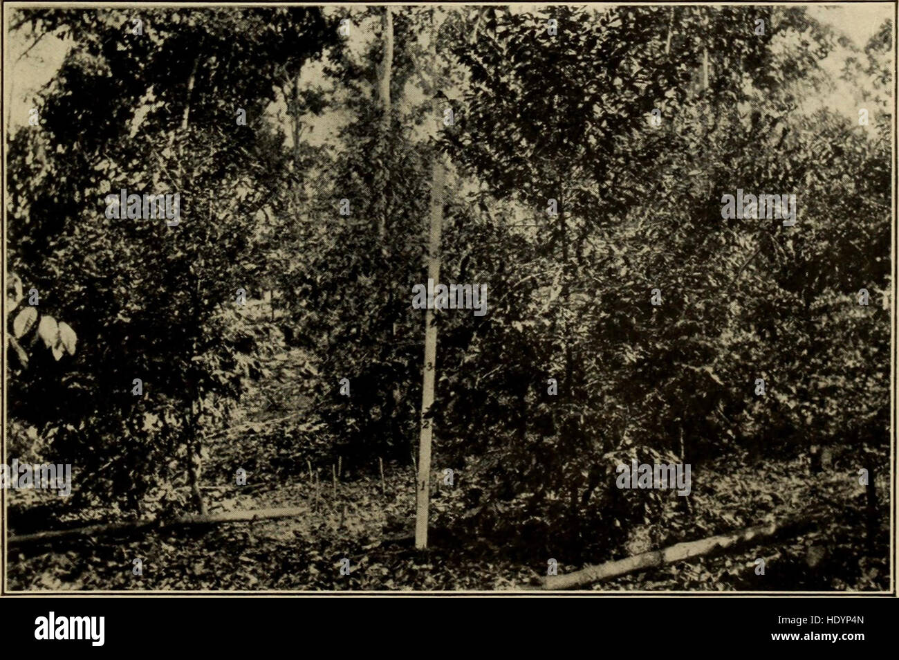 "Alcune zone di caffè redditizie e non redditizie" (1917) valuta il potenziale economico di varie piantagioni di caffè, confrontando aree produttive e non produttive e i fattori che influenzano la loro redditività. Foto Stock