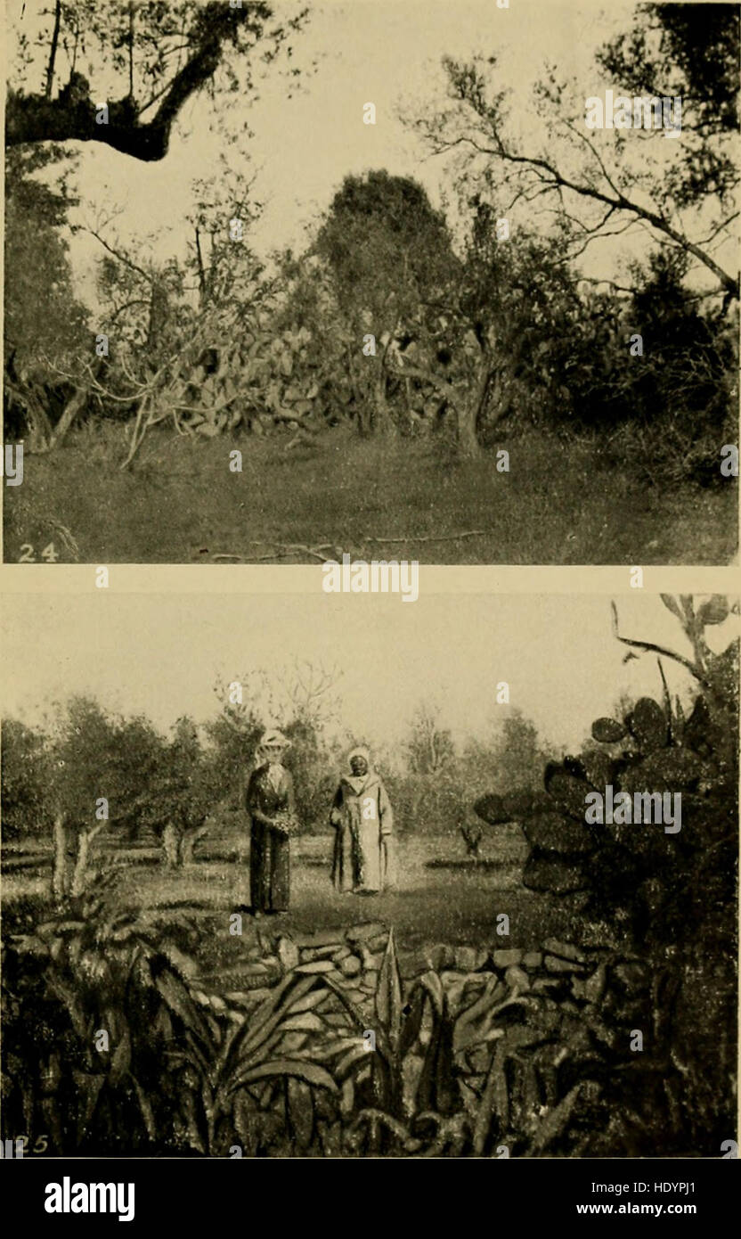 Il divieto di Bori; demoni e demon-dancing in Africa occidentale e Africa del Nord (1914) Foto Stock