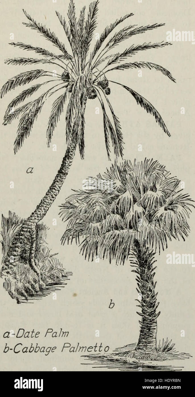 Una risorsa educativa del 1917 che raccoglie le conoscenze globali attraverso storie e illustrazioni. Presenta un'ampia gamma di argomenti, studiati per informare ed educare attraverso formati accessibili per un vasto pubblico. Foto Stock