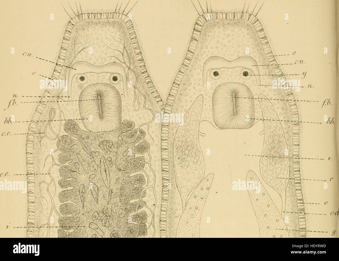 "Bulletins de l'Académie royale des Sciences" è una serie di pubblicazioni che presentano le ricerche e le scoperte scientifiche dell'Accademia francese delle scienze. Include articoli su vari campi scientifici, dalla matematica alla fisica e alla biologia. Foto Stock
