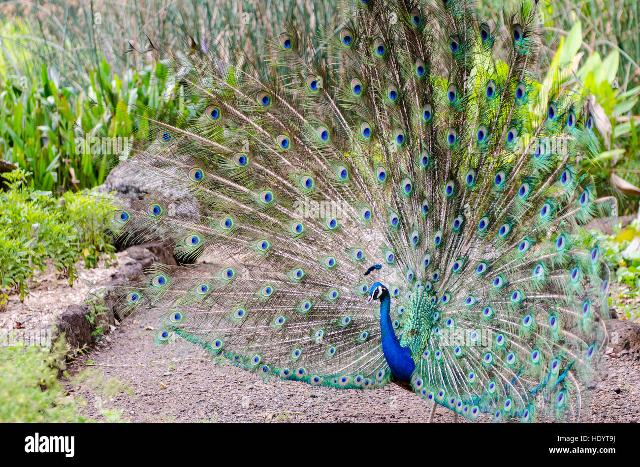 Indian peacock (Pavo cristatus), Valle di Waimea Audubon Park, North Shore Oahu, Hawaii. Foto Stock