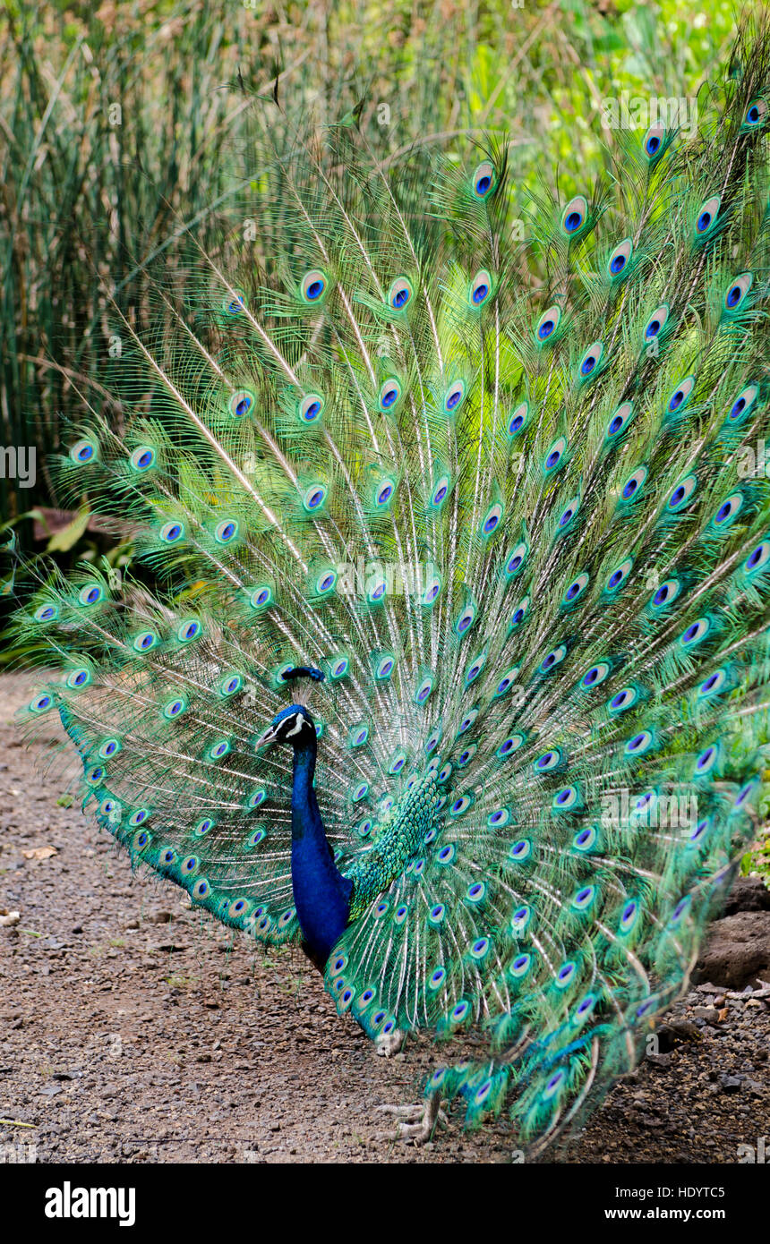 Indian peacock pavo cristatus, Waimea Valley Audubon Park, North Shore Oahu, Hawaii. Foto Stock