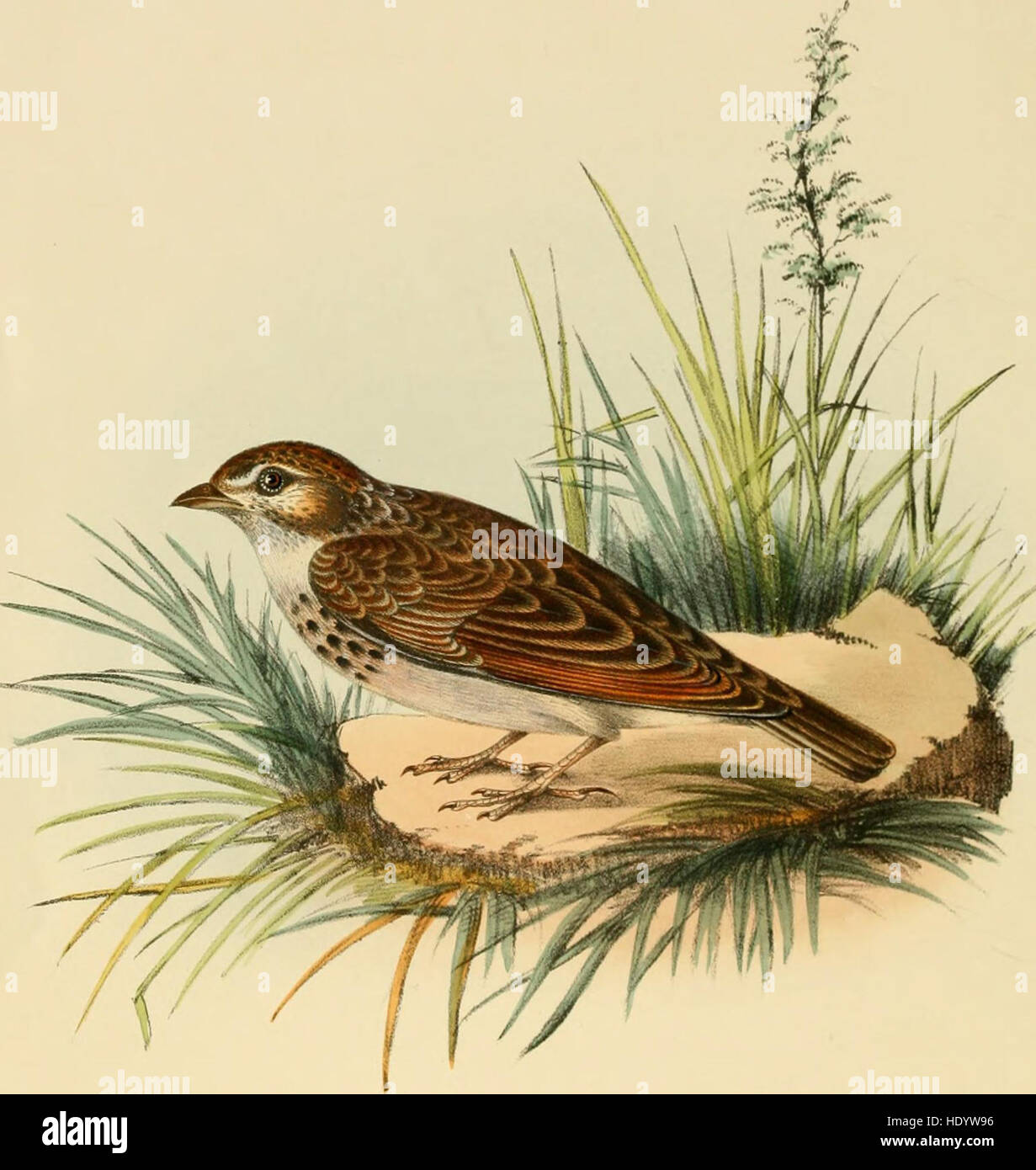 Illustrazioni di indiani ornitologia - contenente una cinquantina di figure di nuovo, unfigured e interessanti specie di uccelli, principalmente dal Sud dell'India (1847) Foto Stock