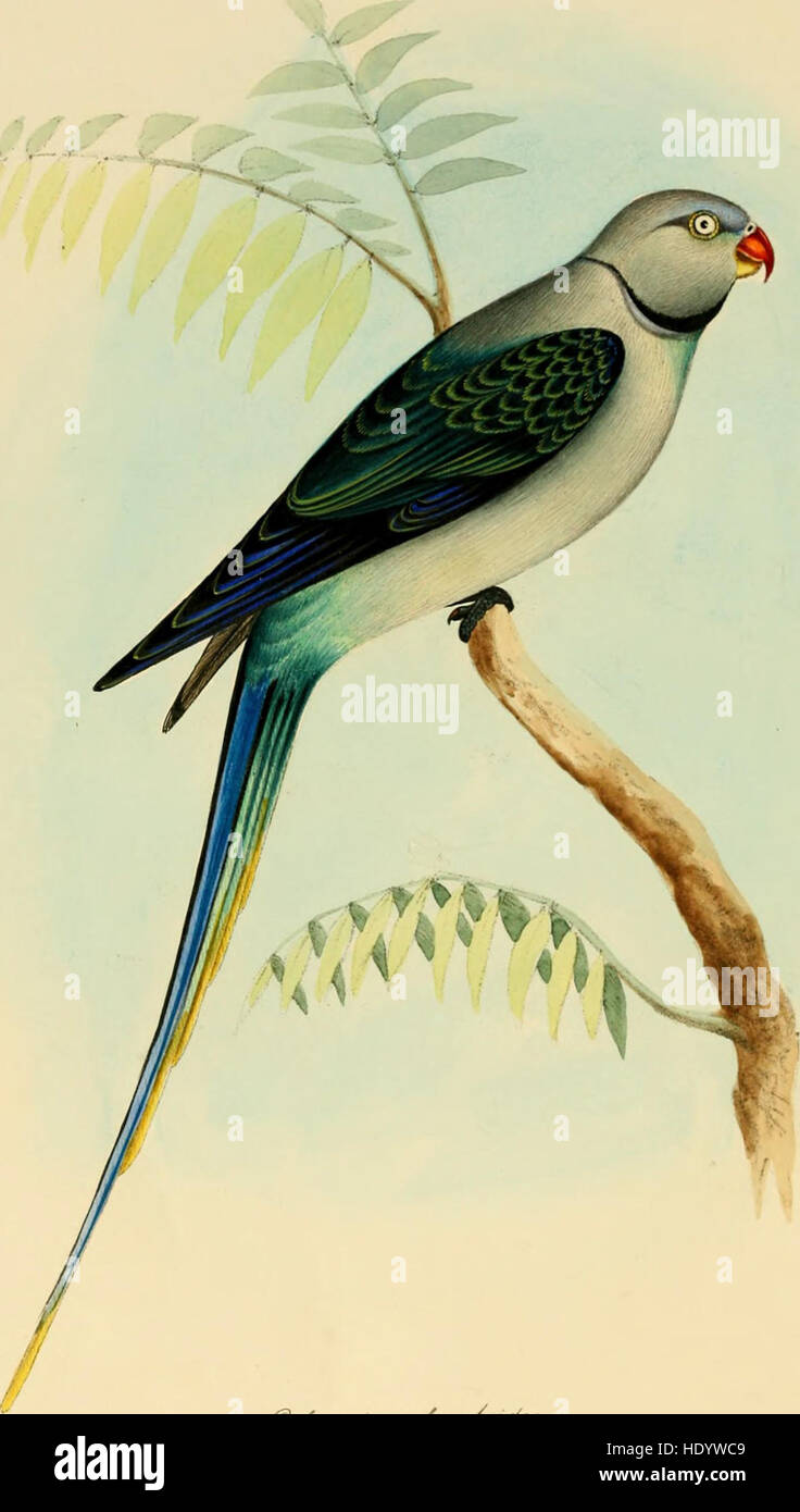 Illustrazioni di indiani ornitologia - contenente una cinquantina di figure di nuovo, unfigured e interessanti specie di uccelli, principalmente dal Sud dell'India (1847) Foto Stock