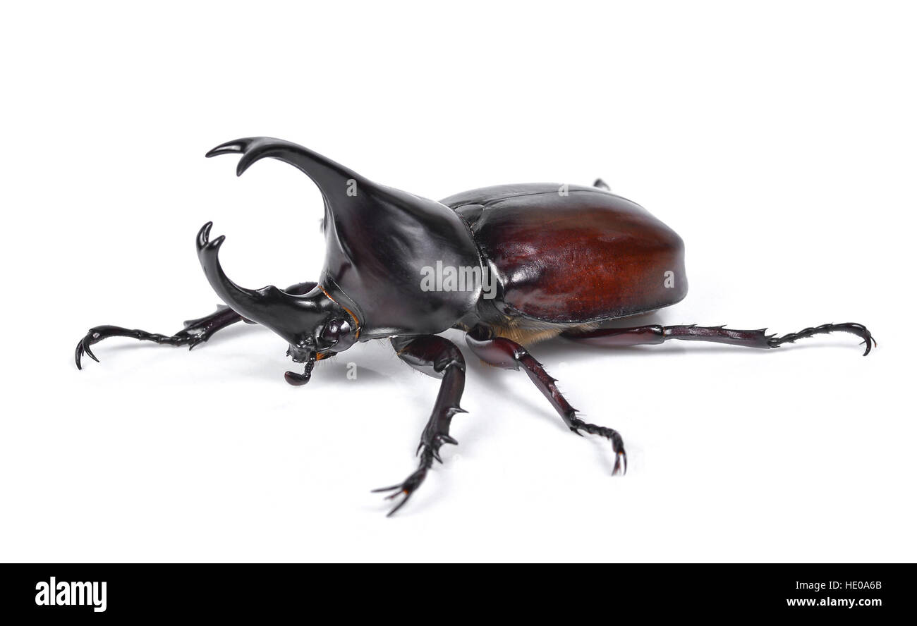 Maschio scarabeo rinoceronte, Hercules beetle, Unicorn beetle, Horn beetle isolato su bianco Foto Stock