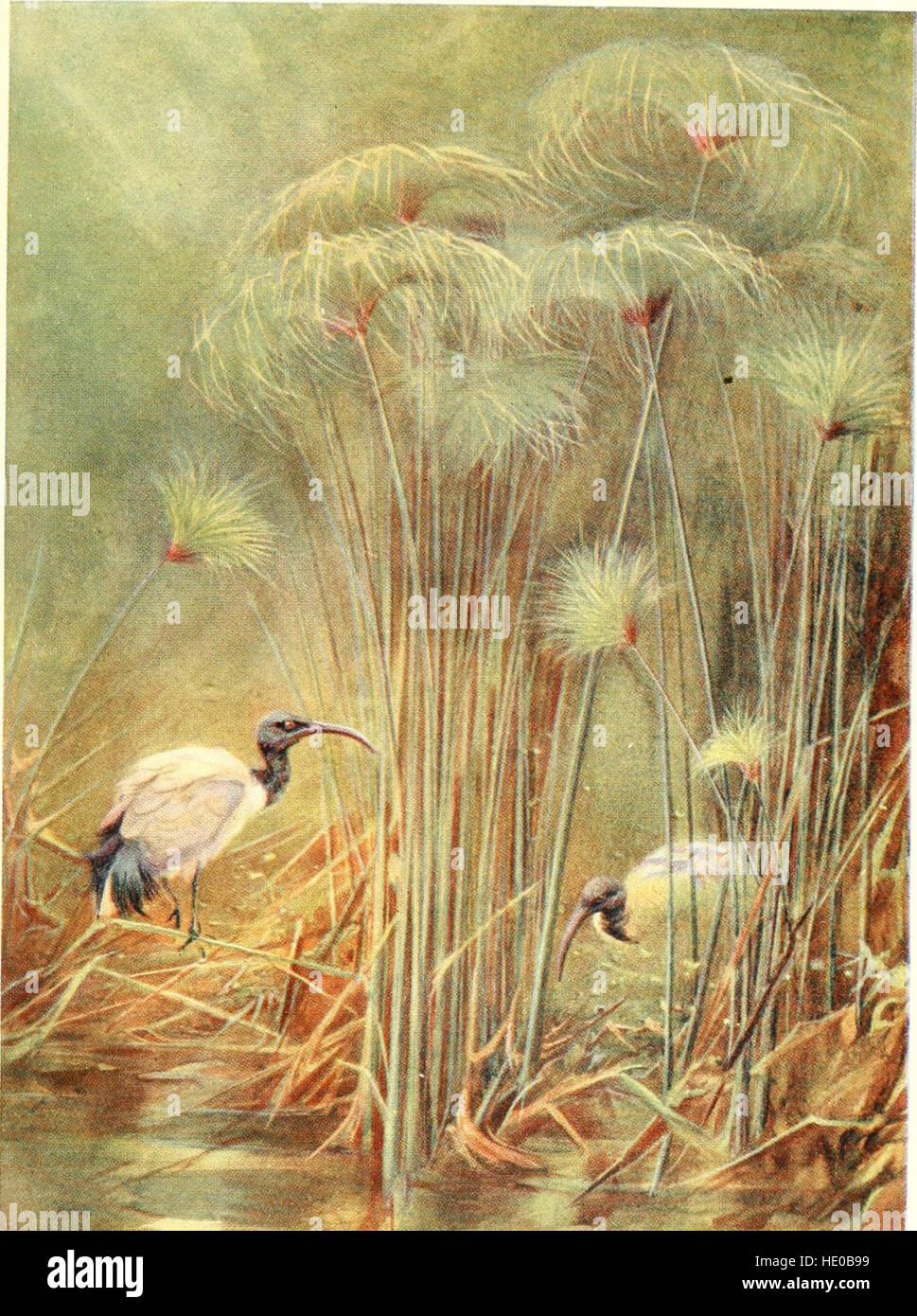 *Egyptian Birds* (1909) esamina le specie di uccelli che si trovano nella valle del Nilo, fornendo informazioni sulle loro abitudini, habitat e ruoli all'interno dell'ecosistema egiziano. Foto Stock