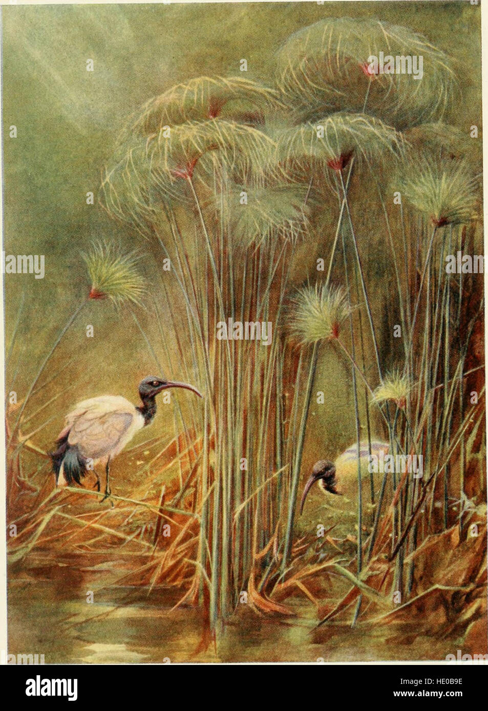 *Egyptian Birds* (1909) fornisce un resoconto dettagliato delle specie di uccelli che si trovano prevalentemente nella valle del Nilo, evidenziando le loro abitudini, habitat e ruolo negli ecosistemi egiziani. Foto Stock