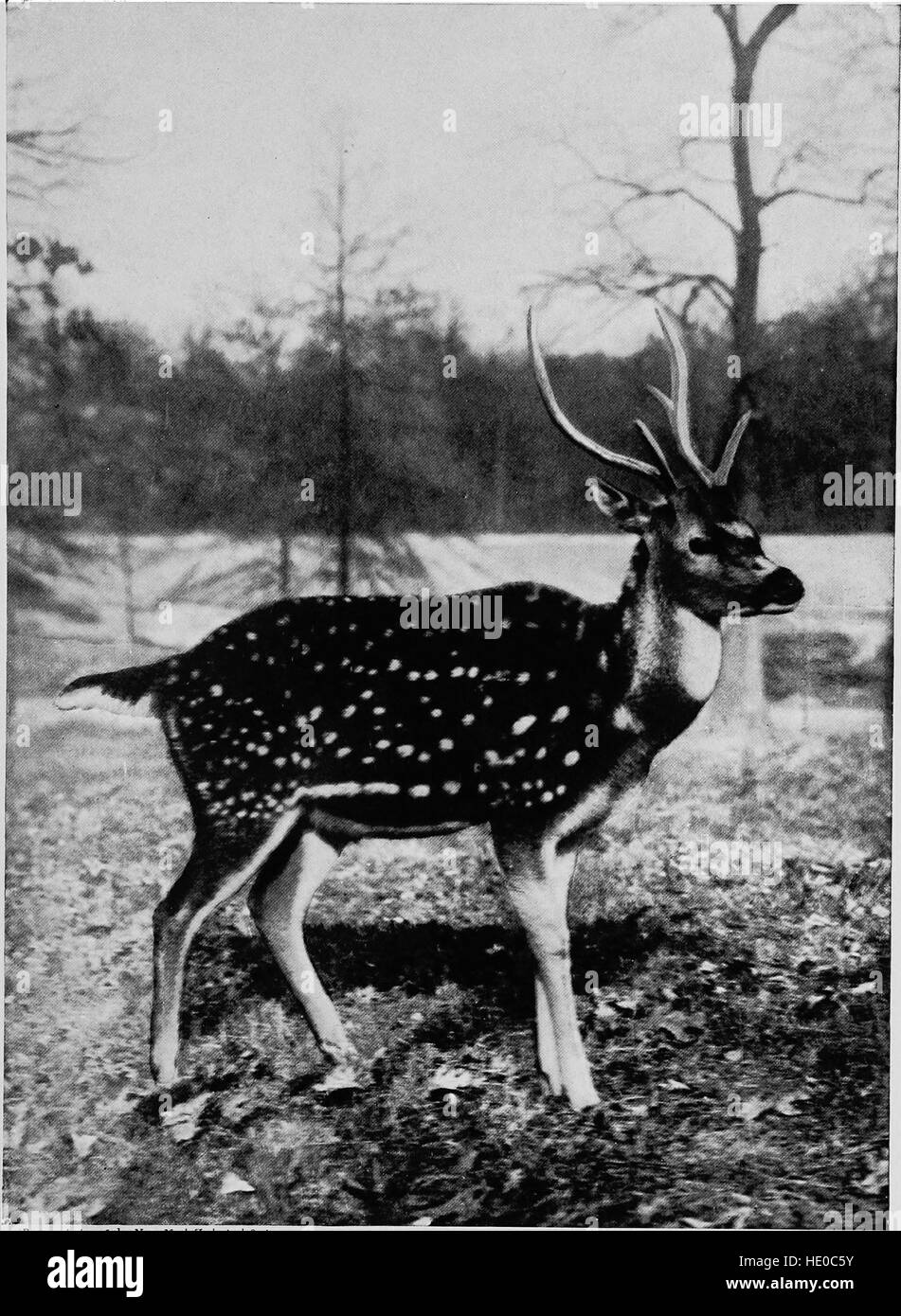 *Mammiferi di altre Terre* (1917) esplora la diversità delle specie di mammiferi provenienti da tutto il mondo. Il testo evidenzia le caratteristiche fisiche, gli habitat e i comportamenti di vari mammiferi, offrendo approfondimenti sui loro ruoli ecologici. Foto Stock