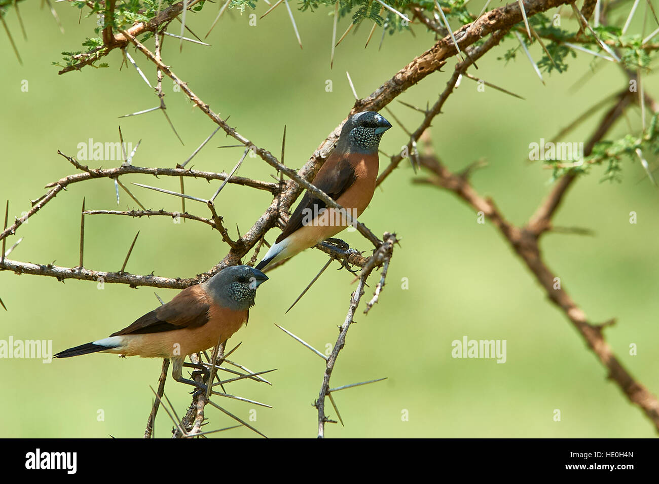 A testa grigia uccelli Silverbill appollaiate sul ramo di acacia Foto Stock