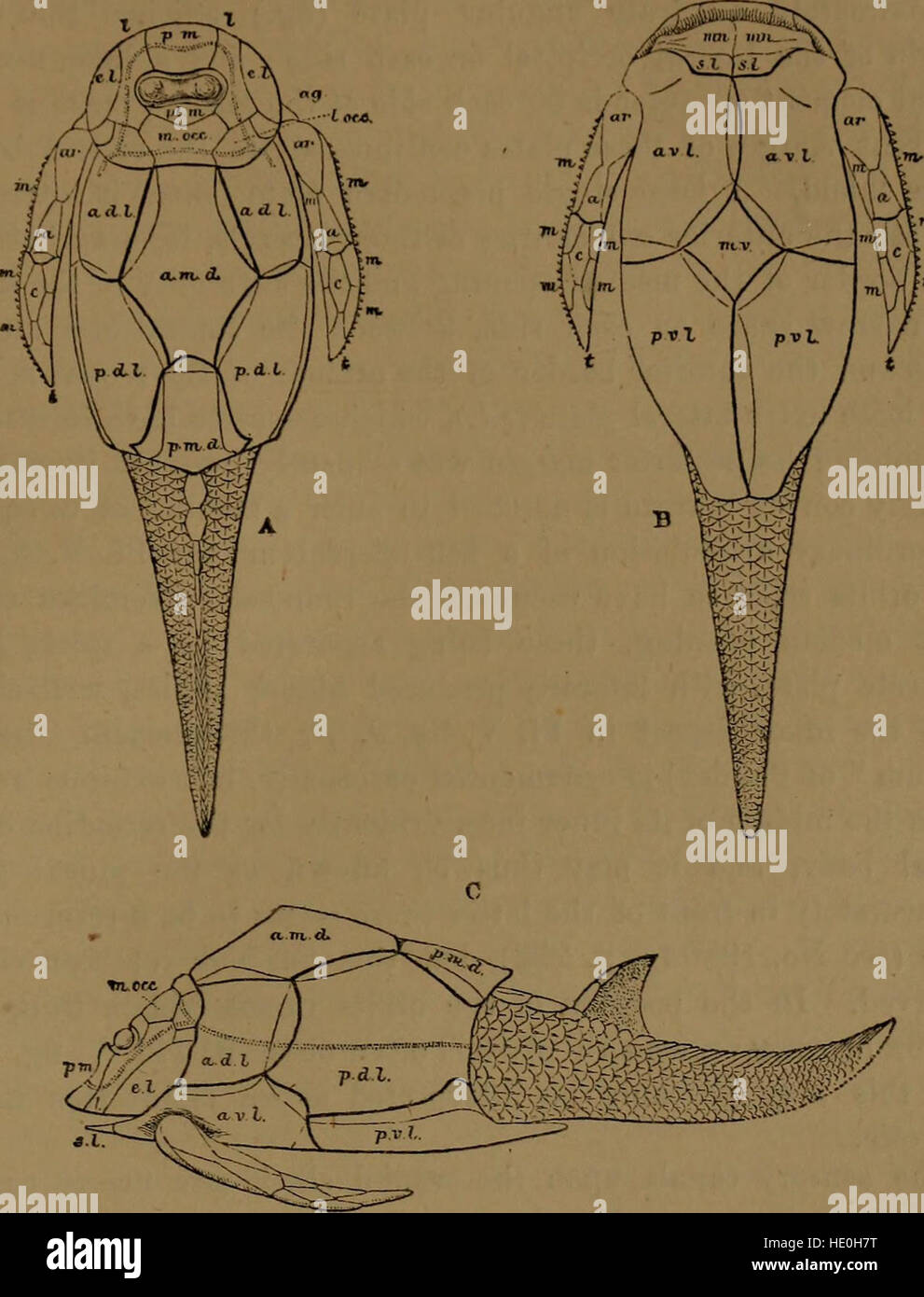 Questo catalogo del 1889 fornisce un elenco dettagliato di esemplari di pesci fossili ospitati presso il British Museum, contribuendo allo studio della paleontologia e dell'antica vita marina. Foto Stock