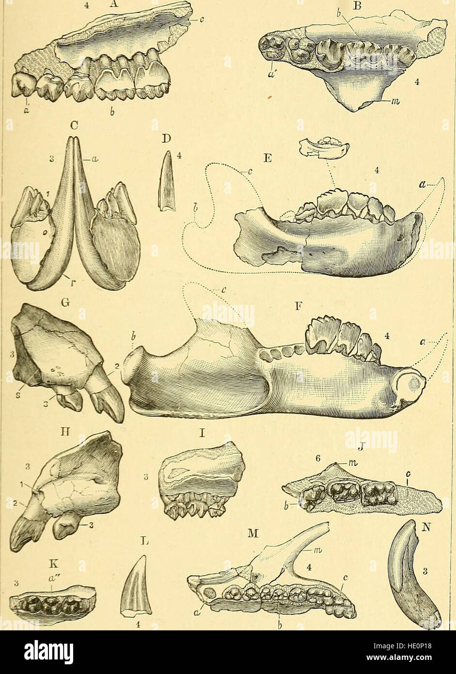Questa guida del 1896 offre una panoramica completa dei mammiferi fossili e degli uccelli esposti nel Dipartimento di Geologia e Paleontologia al British Museum, fornendo approfondimenti sulla vita preistorica. Foto Stock