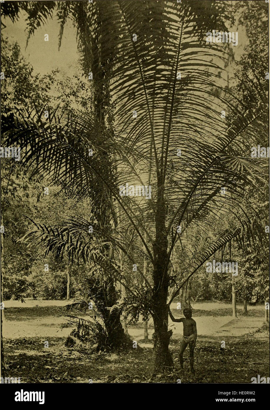 Ufficiale della Bombay Natural History Society (1913) Foto Stock