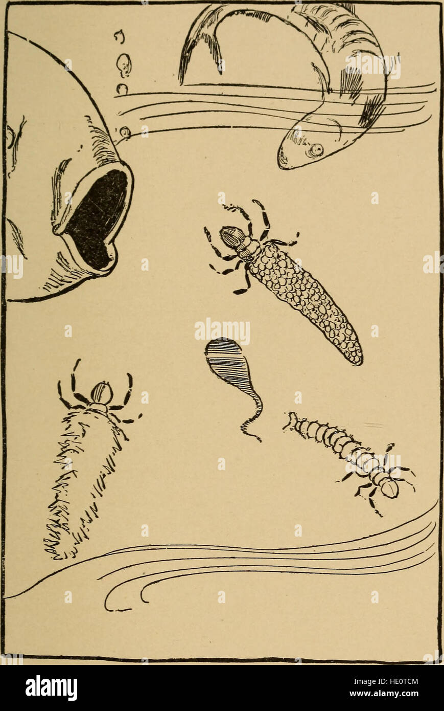 Mother Nature's Little Ones (1903) introduce i giovani lettori al mondo dei piccoli animali, concentrandosi sui loro comportamenti, abitudini e ambienti in modo semplice ed educativo. Foto Stock