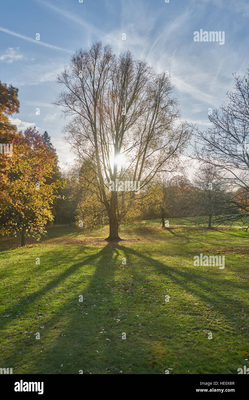 Autumn Tree, sole che splende attraverso la struttura ad albero. ombra. Foto Stock