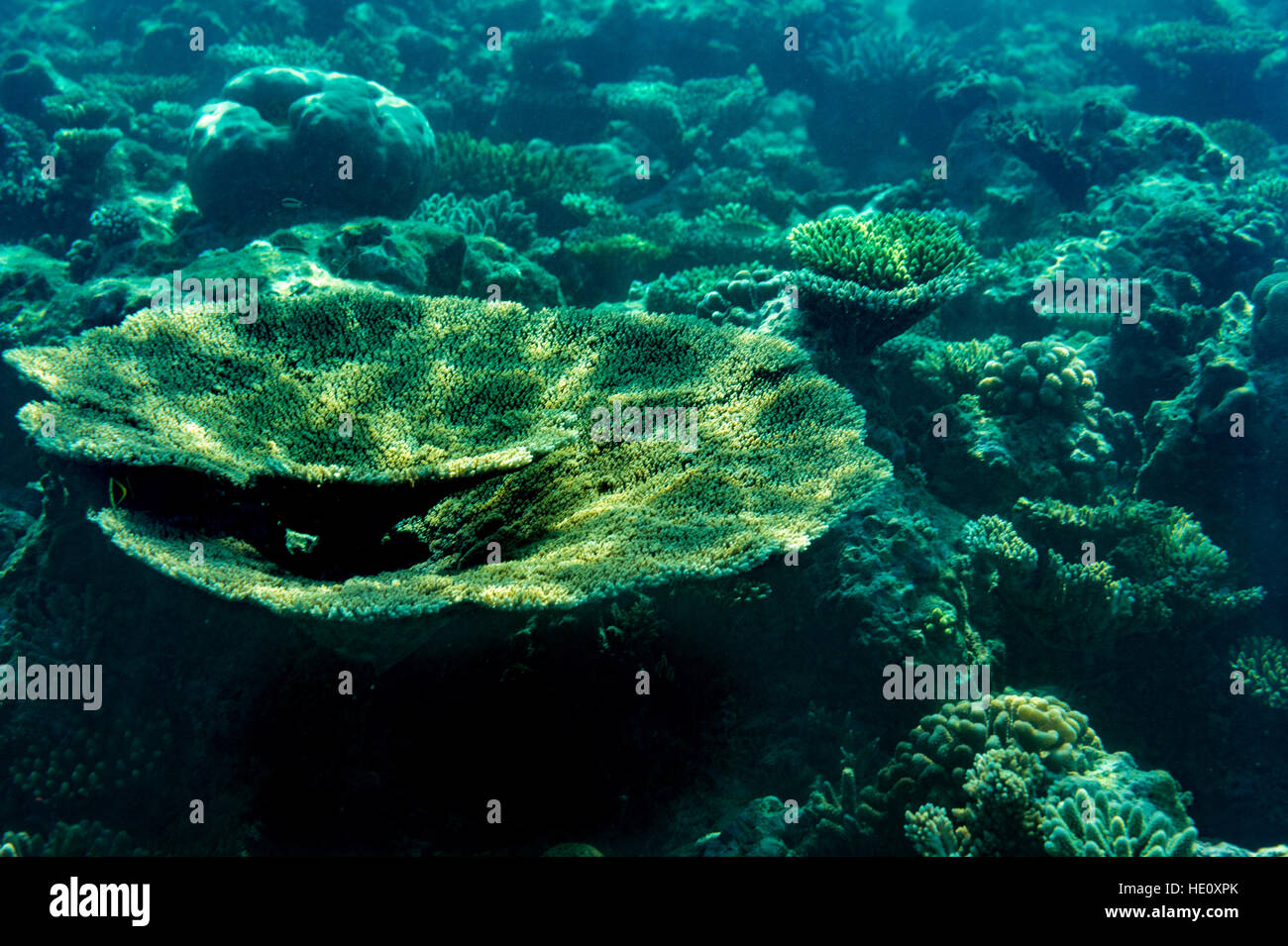 Testa di corallo in luce pezzata Foto Stock