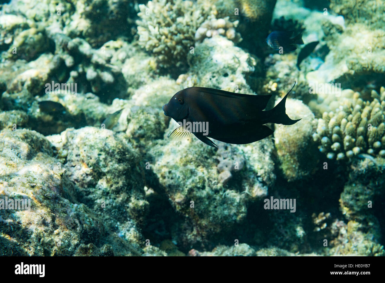 Pesce tropicale nuoto su coral Foto Stock