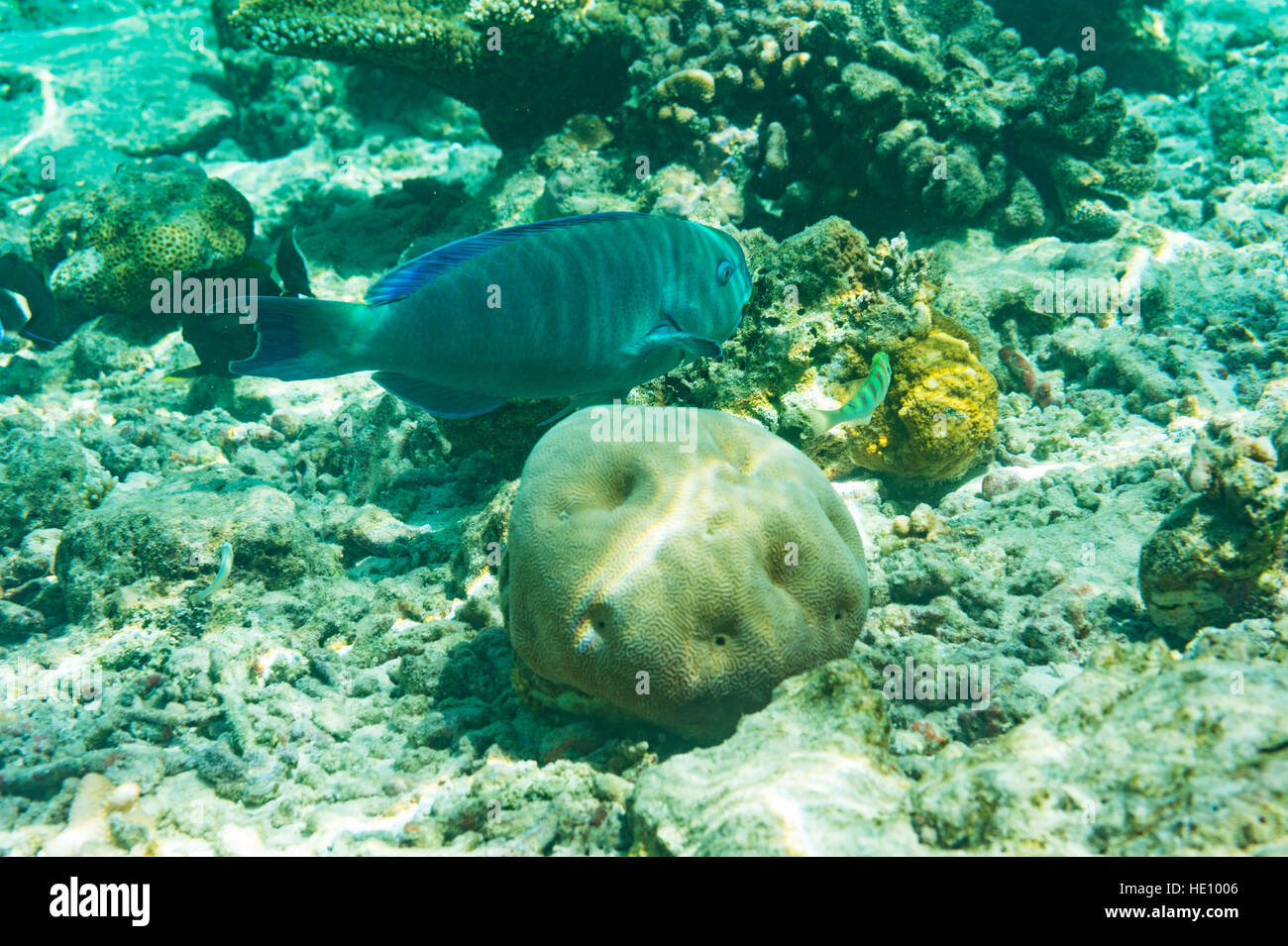 Pesce pappagallo - nuoto fra coralli Foto Stock