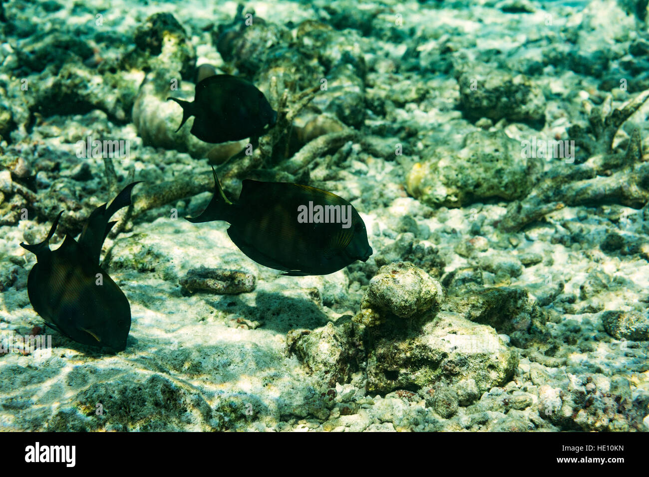 Pesce tropicale sulla barriera corallina Foto Stock