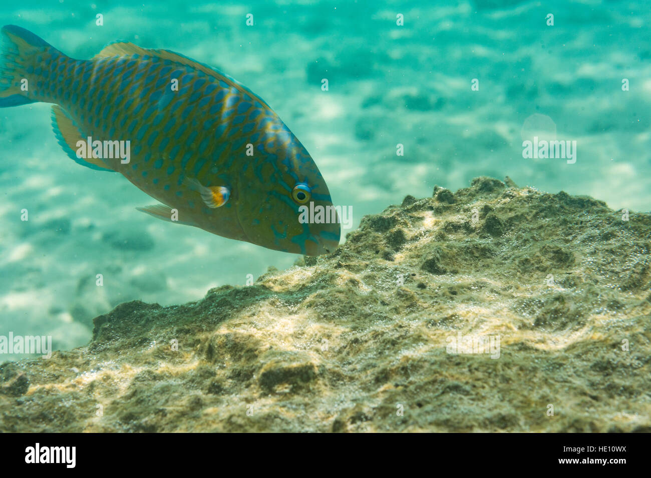 Pesce pappagallo - alimentazione su coral Foto Stock