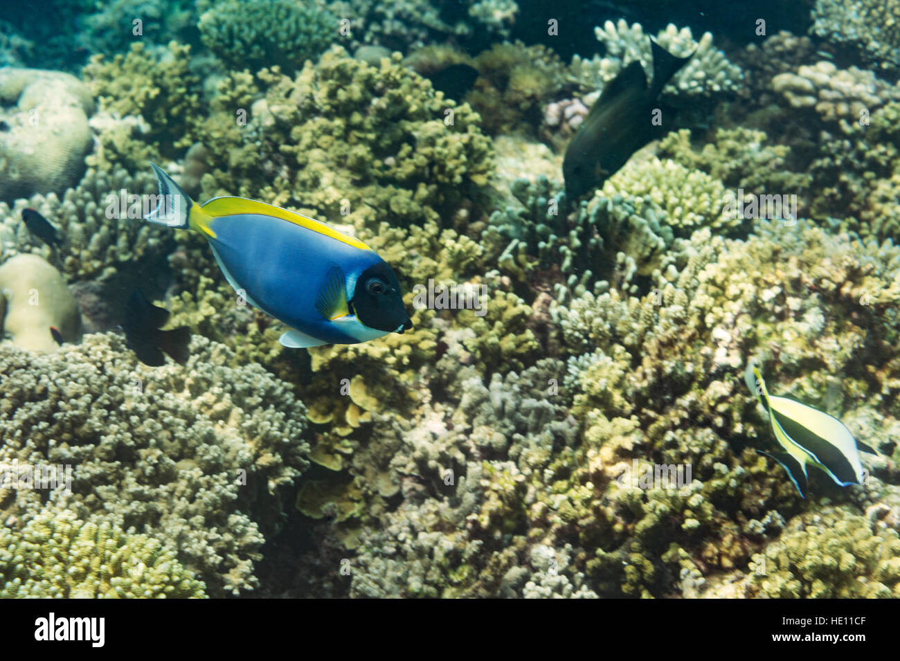 Polvere Pesce chirurgo blu e barriera corallina Foto Stock