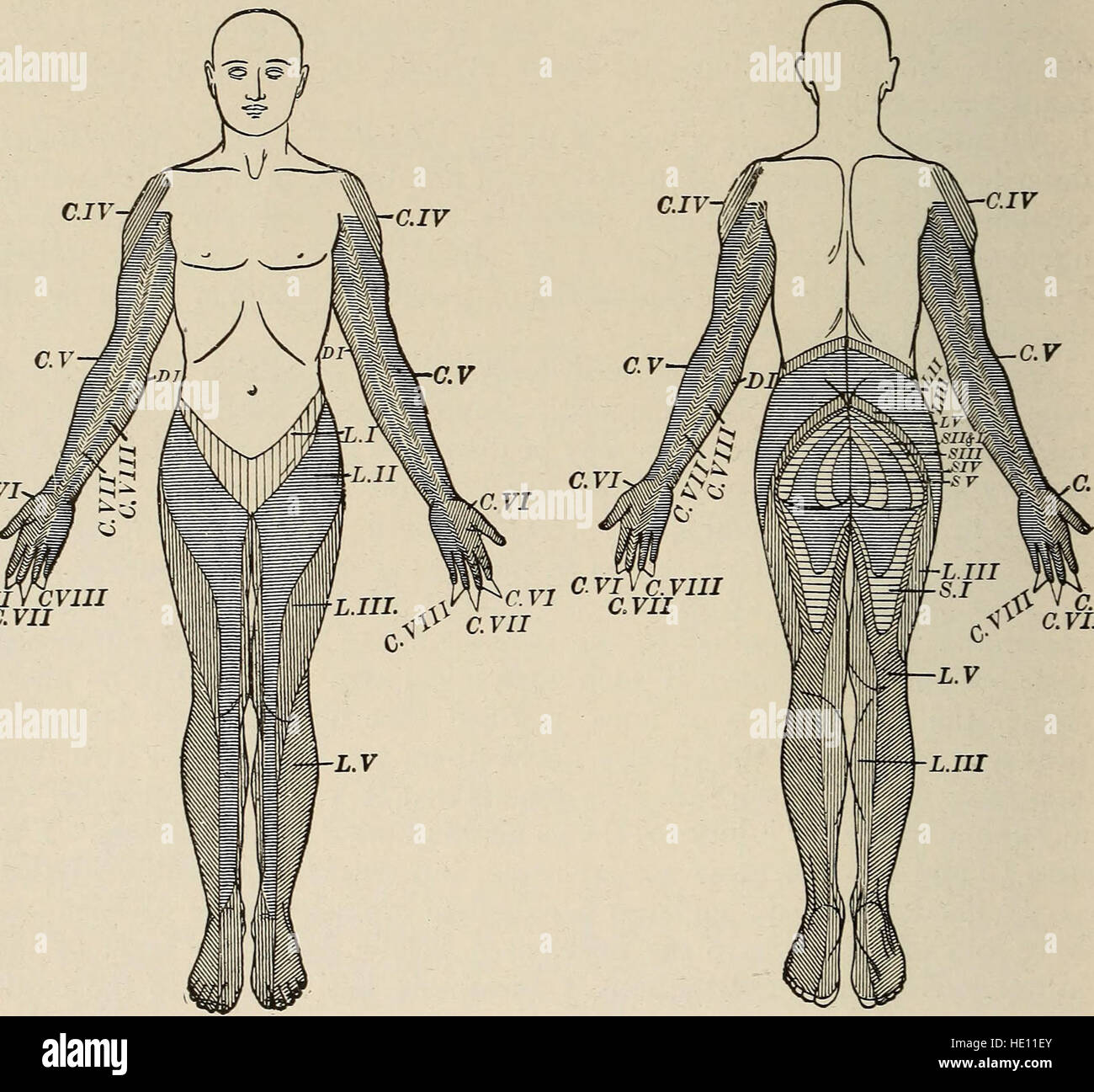 "Malattie nervose e mentali" (1919) esplora le cause, i sintomi e le cure dei disturbi mentali, con particolare attenzione alle condizioni che colpiscono il sistema nervoso. Foto Stock