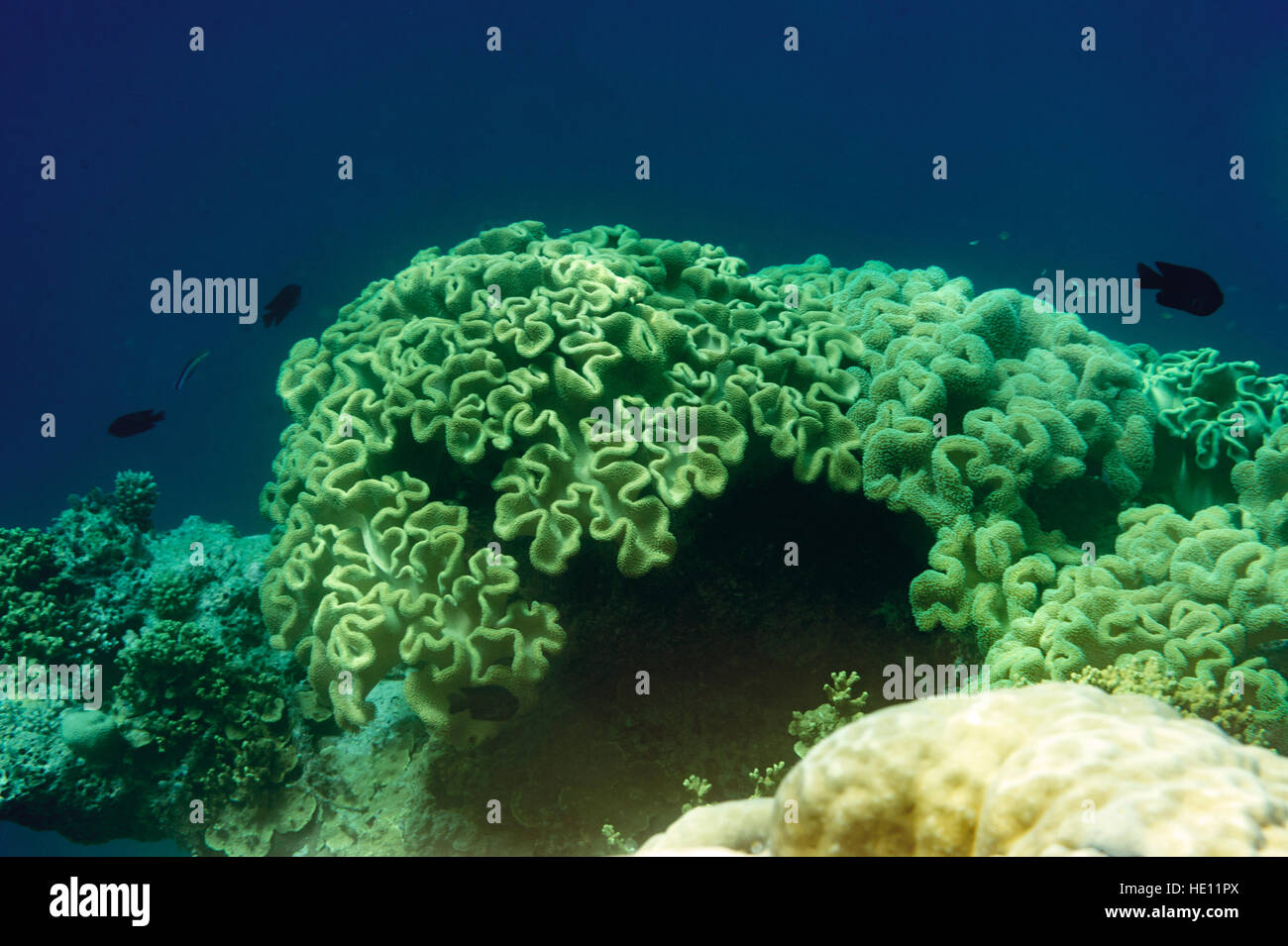 Scogliera di corallo e pesce tropicale Foto Stock