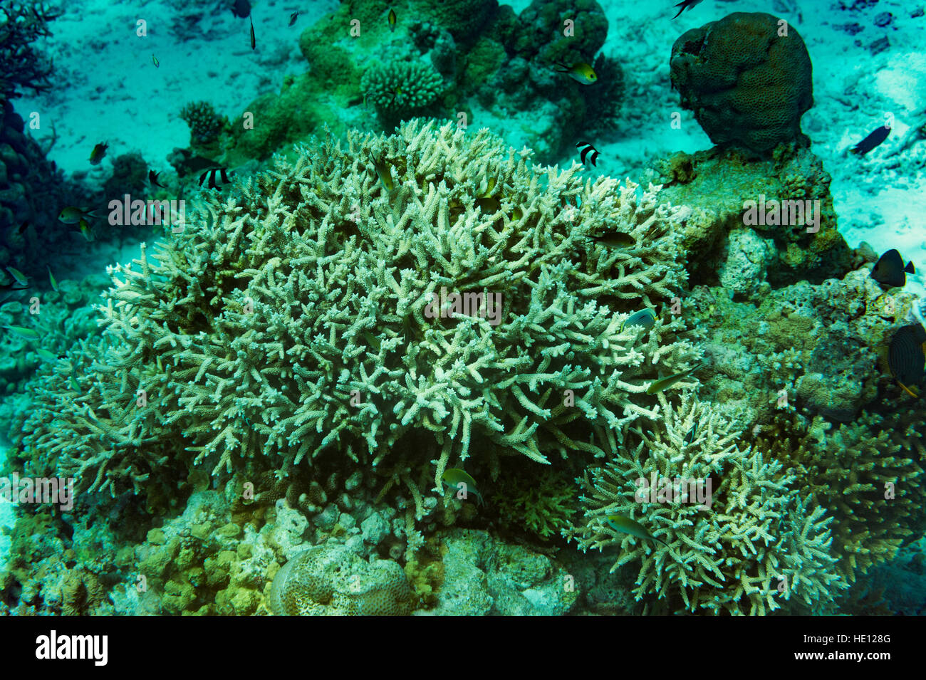 La Staghorn Coral reef su Foto Stock