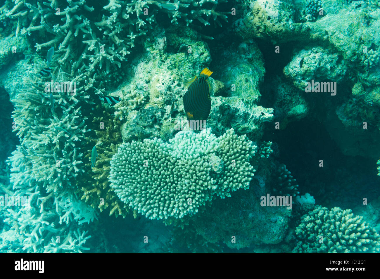 Arancione a strisce di alimentazione di pesci balestra su coral Foto Stock